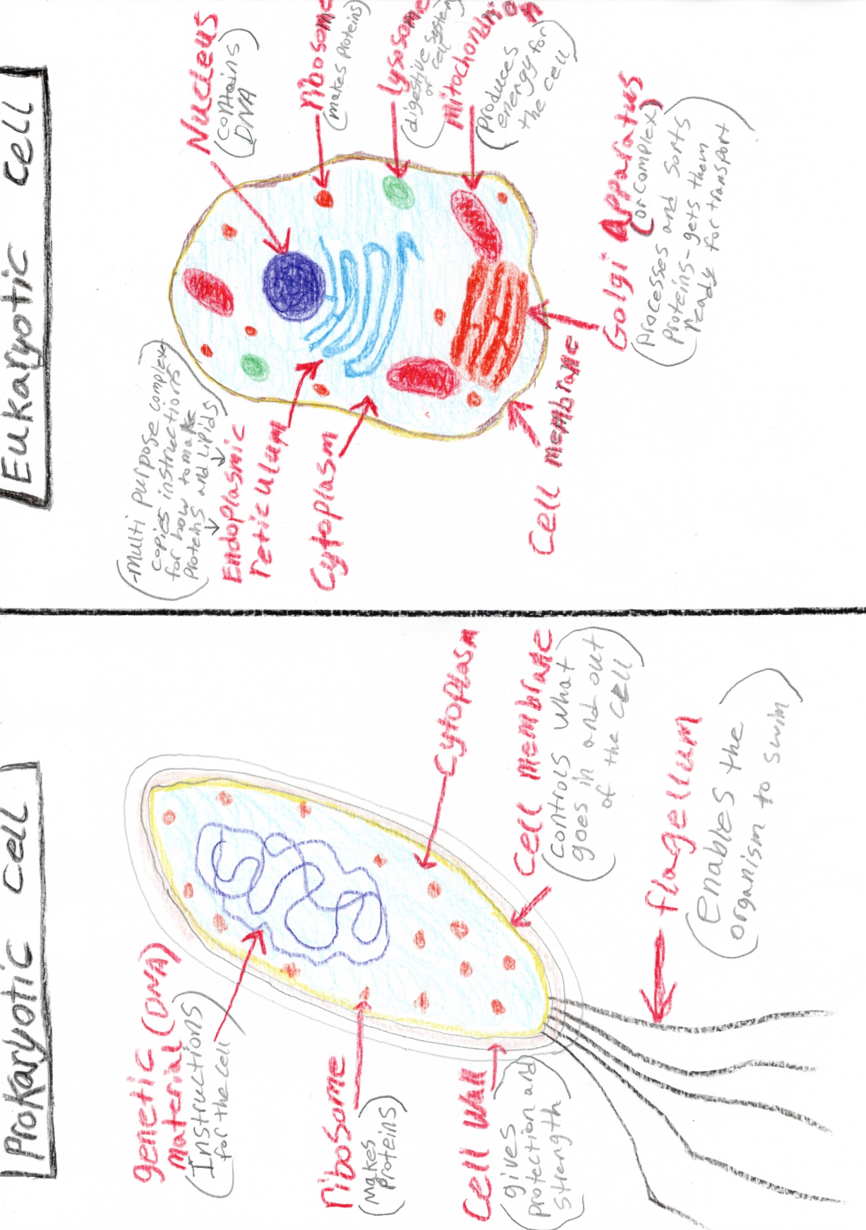 Compare Cell Structure